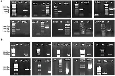 Different Components of the RNA Interference Machinery Are Required for Conidiation, Ascosporogenesis, Virulence, Deoxynivalenol Production, and Fungal Inhibition by Exogenous Double-Stranded RNA in the Head Blight Pathogen Fusarium graminearum